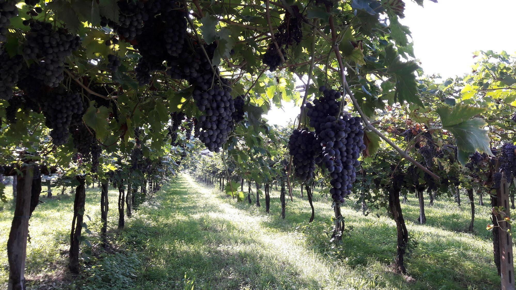 Agriturismo Camparella Pastrengo Εξωτερικό φωτογραφία